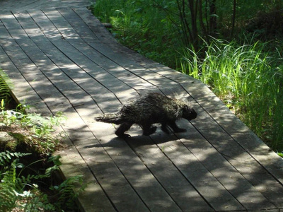 Porcupine crossing the boardwalk