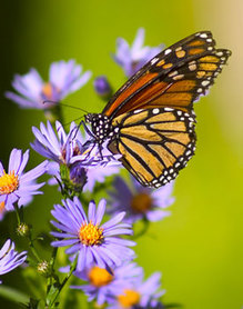 Aster with monarch butterfly