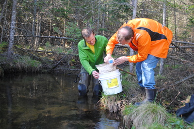 Sampling for aquatic insects at stream monitoring volunteer event