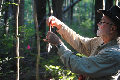 Phil Myers surveying for small mammals at Grass River Natural Area