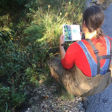 Kendra Luta surveying for invasive species