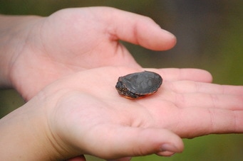 A turtle in a child's hand